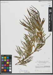 Foto von Salix viminalis L.